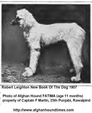 Early Afghan Hounds, Fatima 1907