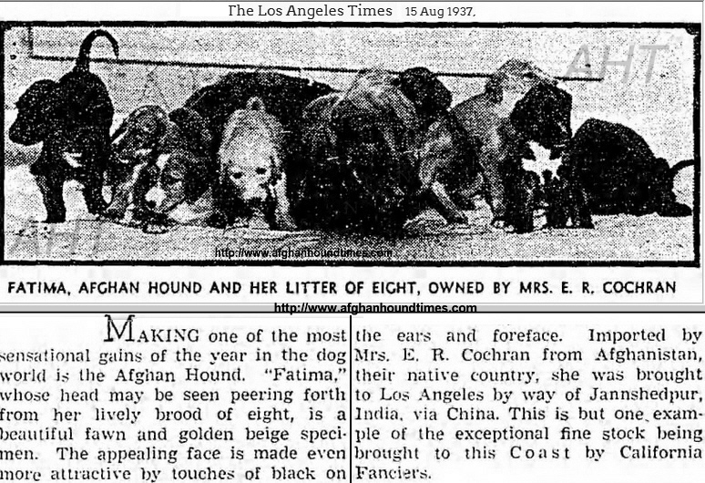 http://www.afghanhoundtimes.com PHOTO Fatima Afghan Hounds first litter 1936