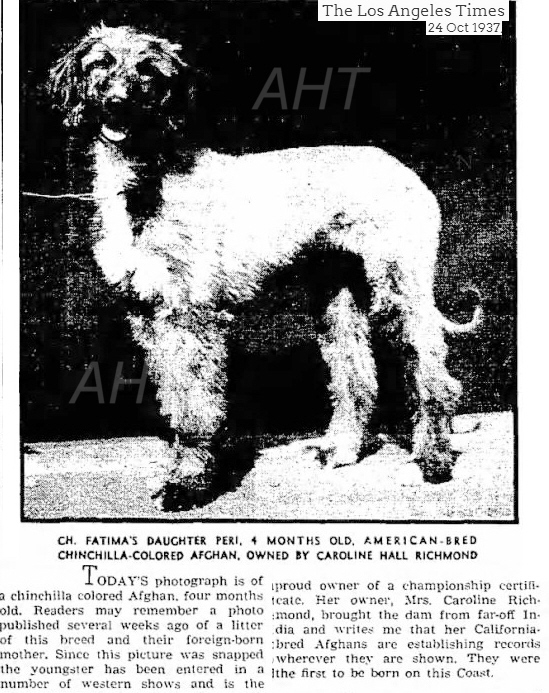http://www.afghanhoundtimes.com PHOTO FATIMAS DAUGHTER PERI 1936 