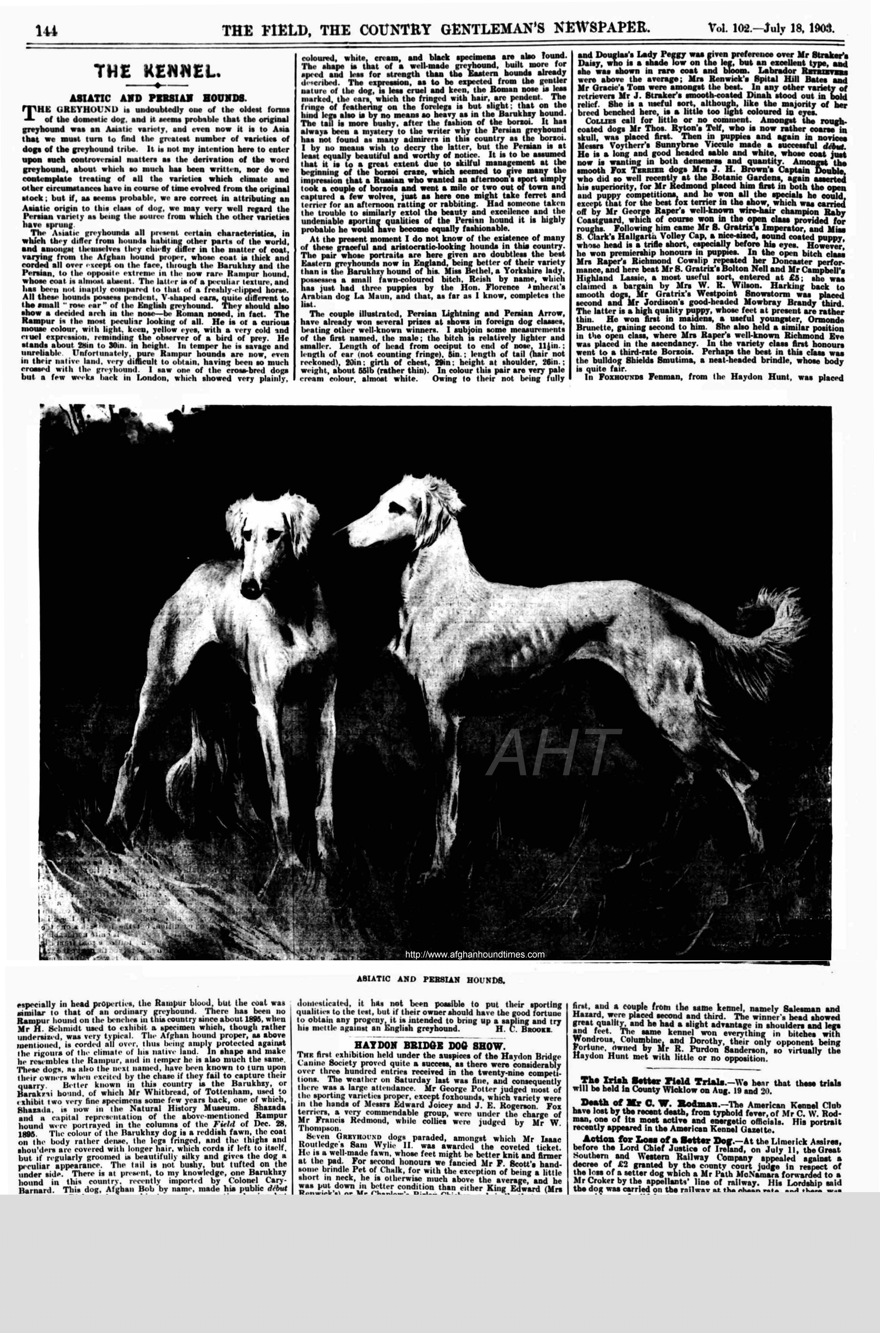 Early Afghan Hounds -  Persian Greyhounds