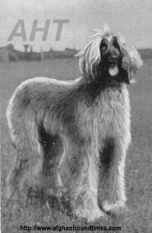 htp://www.afghanhoundtimes.com Photo Card 1930's France