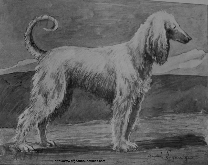 http://www.afghanhoundtimes.com PHOTO Afghan hound France 1934