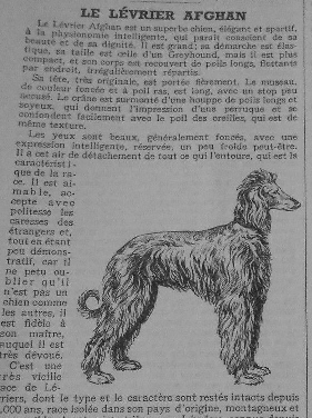 http://www.afghanhoundtimes ARTICLE, FRANCE 1938 MME PERRON