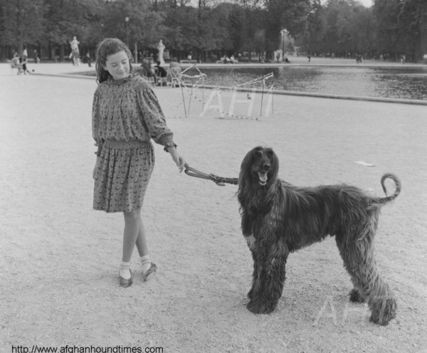 http://www.afghanhoundtimes Afghan hound Photo,Paris, France 1930's
