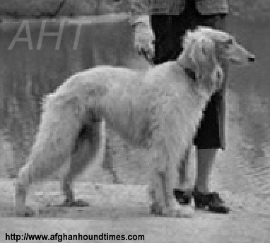 http://www.afghanhoundtimes.com France breed history. Afghan hound 1935