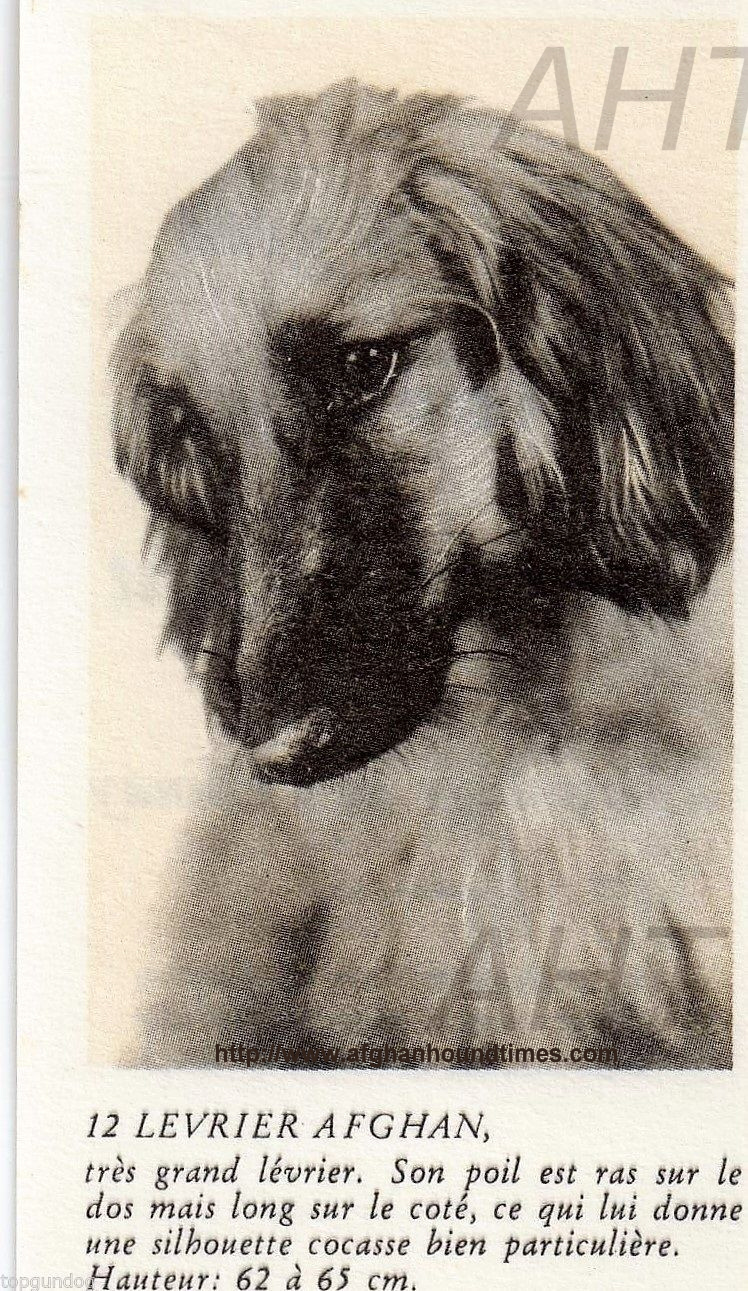 http://www.afghanhoundtimes.com PHOTO Afghan hound France 1934