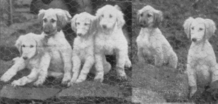http://www.afghanhoundtimes.com, PHOTO Frizley litter 1925