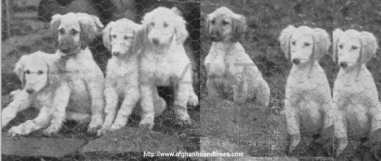 http://www.afghanhoundtimes.com PHOTO Frizley Litter 8/20/1925 (Potentate x Buchee)