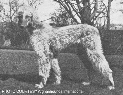 http://www.afghanhoundtimes.com PHOTO Mrs Willan's CH Shadi