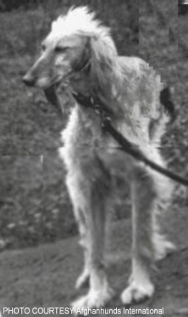 http://www.afghanhoundtimes.com PHOTO Potentate