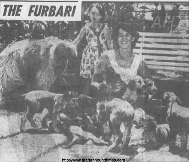 http://www.afghanhoundtimes.com Photo Furbari litter December 1960