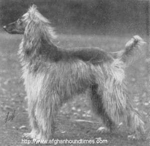 http://www.afghanhoundtimes.com The Ghazni Afghan Hounds of Maj. Mrs Amps