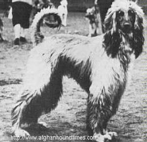 http://www.afghanhoundtimes.com The Ghazni Afghan Hounds of Maj. Mrs Amps