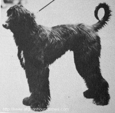 http://www.afghanhoundtimes.com photo Abdul Of Ghazni