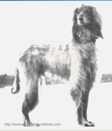 http://ww.afghanhoundtimes.com photo CH Asman Of Ghazni