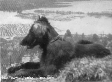 http://www.afghanhoundtimes.com The Ghazni Afghan Hounds of Maj. Mrs Amps