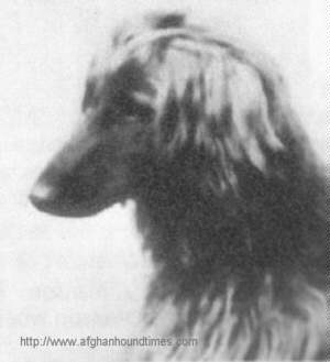 http://www.afghanhoundtimes.com The Ghazni Afghan Hounds of Maj. Mrs Amps