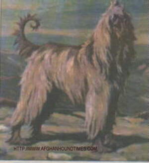 http://www.afghanhoundtimes.com The Ghazni Afghan Hounds of Maj. Mrs Amps