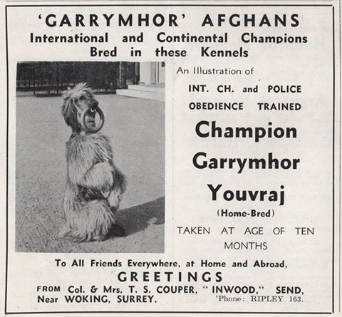 http://www.afghanhoundtimes.com Advert Garrymhor 1936?