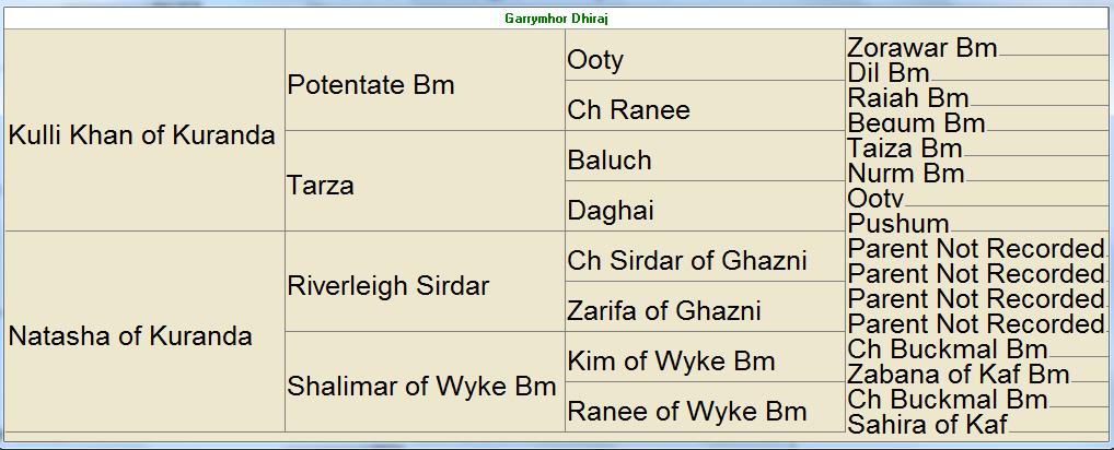 http://www.afghanhoundtimes.com Garrymhor Dhiraj and Garrymhor Zahir pedigree