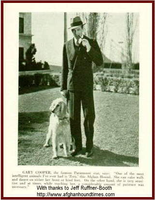 Afghan Hound Times photo - Gary Cooper's Afghan Hound, 1935
