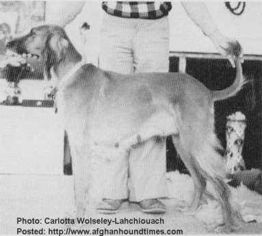 Afghan Hound Times Kallila Of Ghazni US
