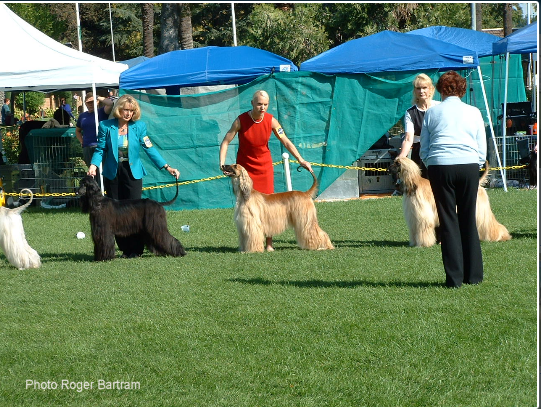 Daphne Gie Judging In California 1994