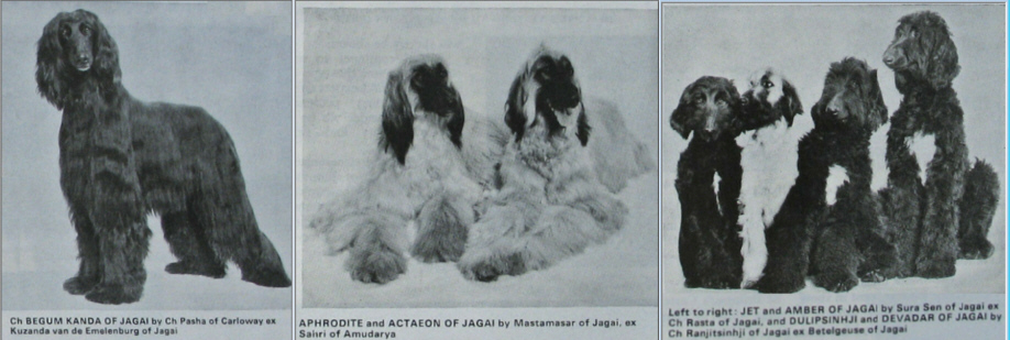 PHOTO Daphnie Gie Photoa of some hounds from the 1970's