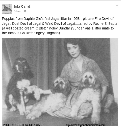 http://www.afghanhoundtimes.com PHOTO Daphne Gie Jagai