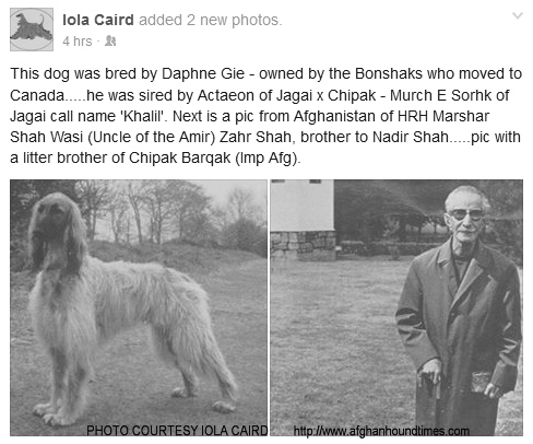 http://www.afghanhoundtimes.com PHOTO Daphne Gie Jaga