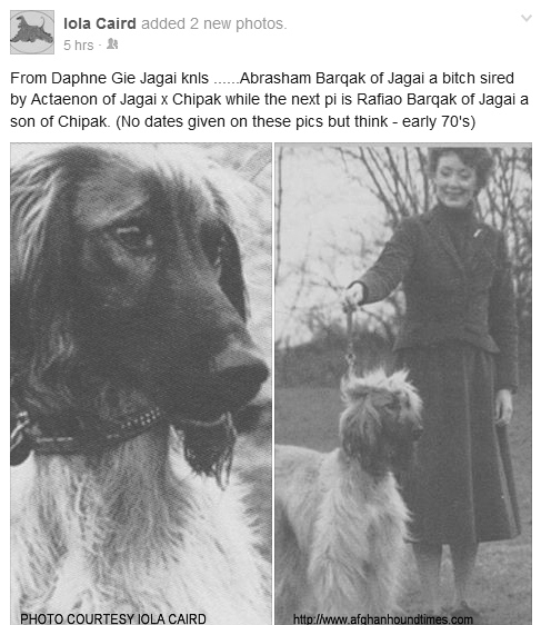 http://www.afghanhoundtimes.com PHOTO Daphne Gie Jaga