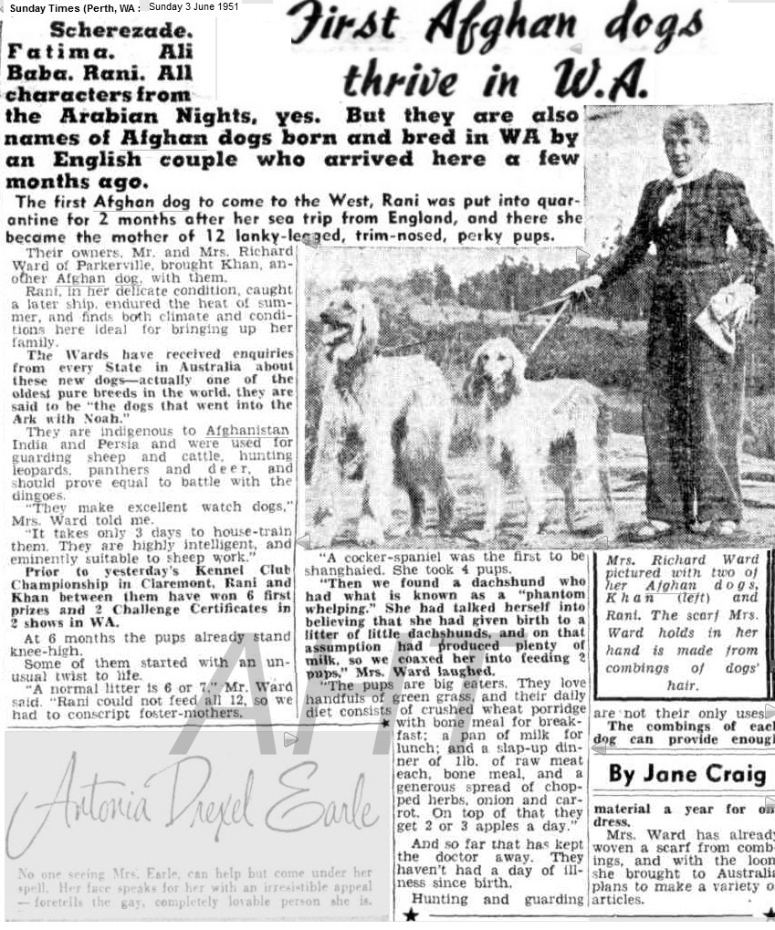 http://www/afghanhoundtimes.com PHOTO ARTICLE Mrs. Richard Ward with her Golitha Afghan Hounds 1951