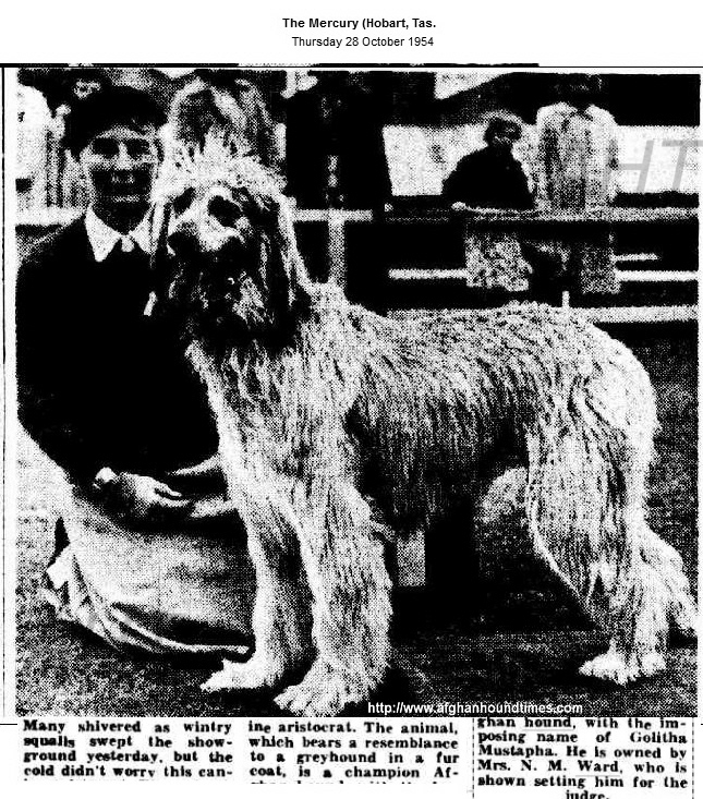 http://www.afghanhoundtimes.com PHOTO Afghan hound Golitha Mustapha 1954