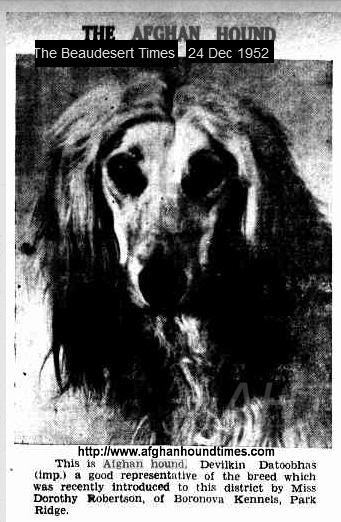 http://www.afghanhoundtimes.com PHOTO Golitha Devilkin Dathoobhos 1952