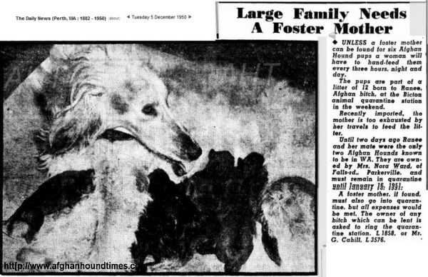 http://www.afghanhoundtimes.com PHOTO ARTICLE Mrs Ward Golitha Devilkin Dathoobhos litter