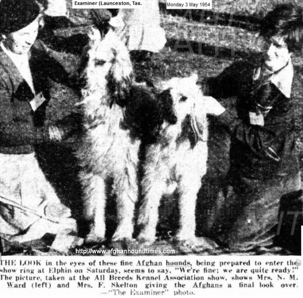http://www.afghanhoundtimes.com PHOTO Mrs Ward (Golitha) exhibiting her afghan hound 1954