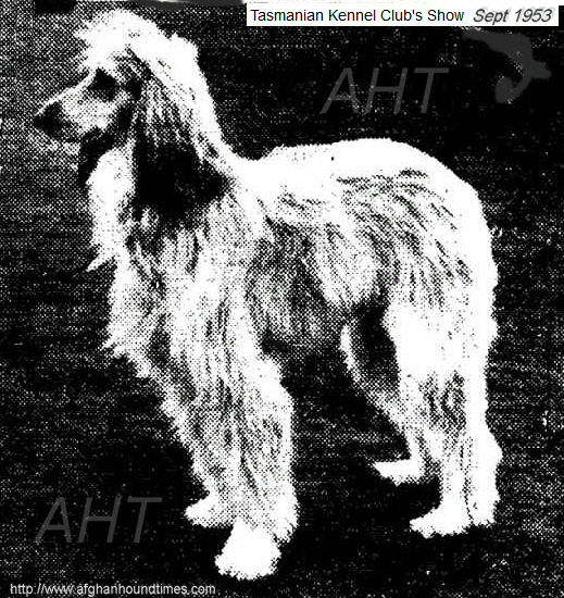 http://www.afghanhoundtimes.com PHOTO Afghan hound Golitha Mustapha 1953