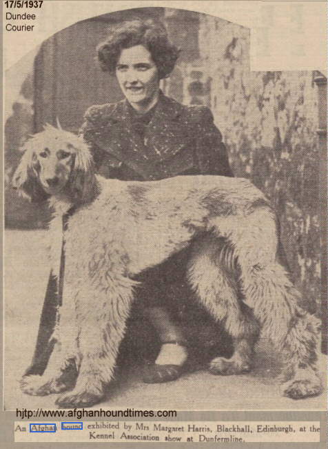 http://www.afghanhoundtimes.com Photo Mrs M Harris Cromalt Afghan Hounds