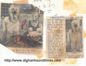 971 Afghan Hound Dog with Puppies in Kennel Press Photo (USA)