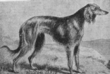 Afghan Hound Times - Hyland Painting 1888