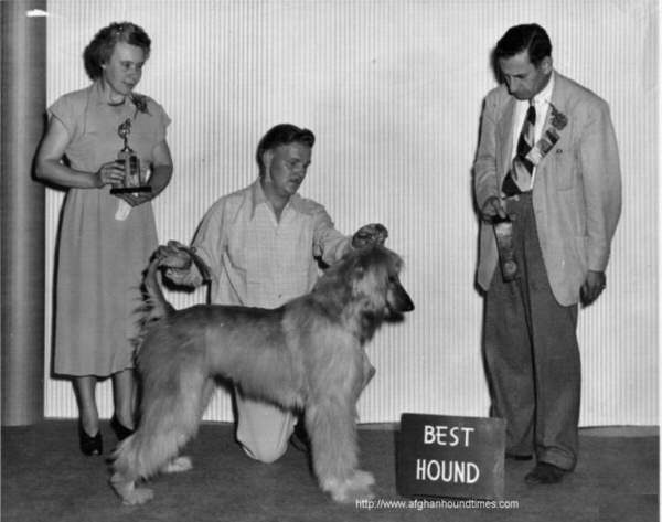 Afghan Hound Times - Ch  Ibnil Kasbaan Of Sunwoods (USA)
