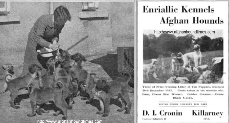 http://www.afghanhoundtimes.com Enriallic Afghan Hounds Ireland Kennel Advert 1933