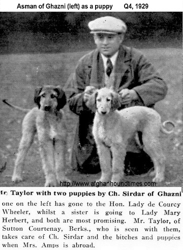 http://www.afghanhoundtimes.com PHOTO Asman Of Ghazni 