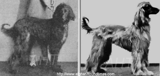 http://www.afghanhoundtimes.com PHOTO Malik Of Ghazni 