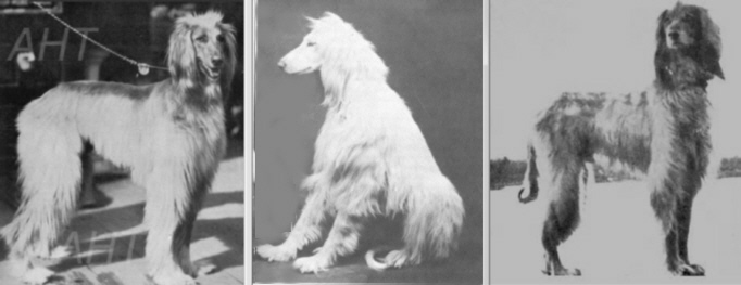 http://www.afghanhoundtimes.com PHOTO ASHNA, ASRA, ASMAN Of Ghazni 