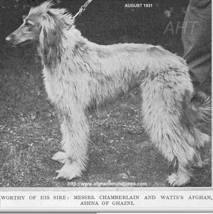http://www.afghanhoundtimes.com PHOTOCh Ashna of Ghazni 