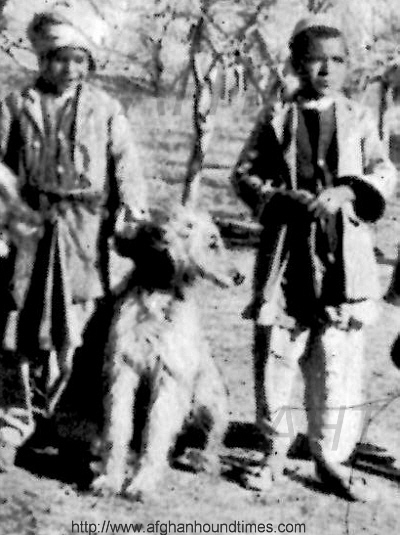 http://www.afghanhoundtimes.com PHOTO Malik Of Ghazni 