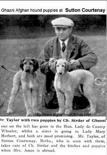 http://www.afghanhoundtimes.com PHOTO Malik Of Ghazni 