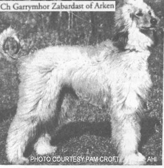 http://www.afghanhoundtimes.com PHOTO Garrymhor Zabardast Of Arken