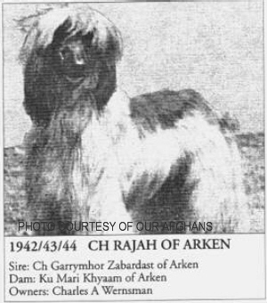 http://www.afghanhoundtimes.com PHOTO Rajah  Of Arken